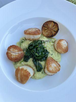 LIGURIAN PESTO DIVER SEA SCALLOPS