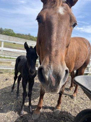 Baby horse and mother