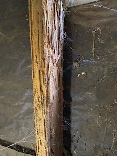 Termite damage