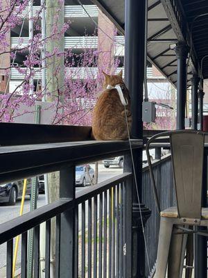 The view from the patio, ft. My cat Winston