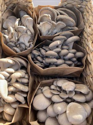 More mushrooms every Saturday from Deep Creek