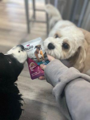 My dogs are excited to eat their Nulo food from at The Pet Beastro.