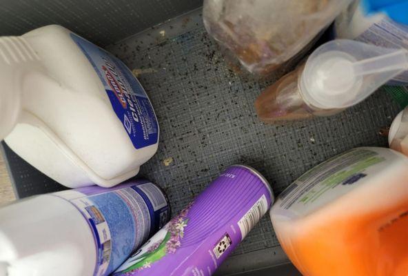 Dead Sewer flies inside a bin holding cleaning supplies