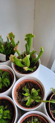 Carnivorous pitcher plant