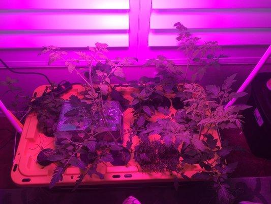 My plants with my grow light on.