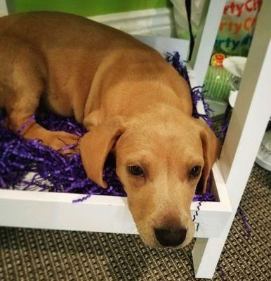 This puppy was soooo over party fesitivities...after playing for 8 hours straight. Good thing there's a place to rest at the store!