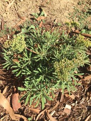 Eriogonum Gigantum.  Santa Barbara Island Buckwheat.