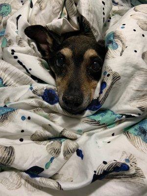 Nemo all cozy in my RV.