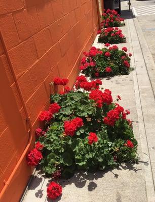 Pretty red flowers