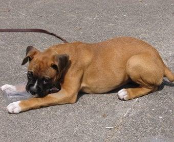 Sadie learns "drop it" in puppy kindergarten- Wednesday nights at 7 pm and Saturday mornings at 11:30