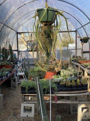 Succulent greenhouse