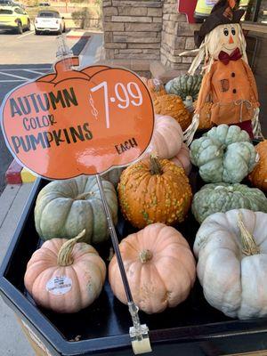 Autumn Color Pumpkin $7.99