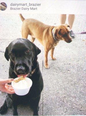 Doggie dish treats for your four legged friends