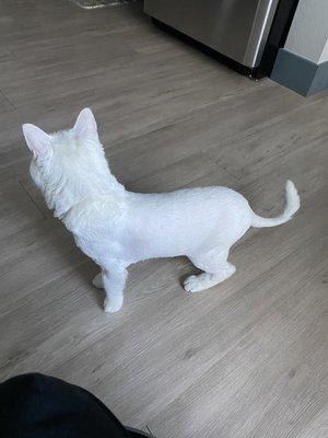 Cat's lion cut