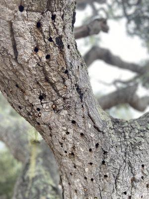 Woody Woodpecker was here? Pismo Preserve.