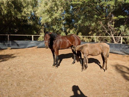 Weanling and his big brother babysitter being so patient!