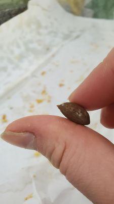 Small rock hard pit in my sandwich. Looks like a tiny avocado pit but is size and shape of almond. I bit into it and broke my tooth!