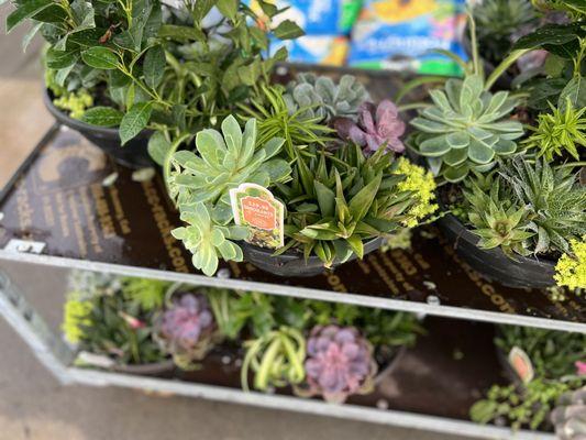 Succulent baskets