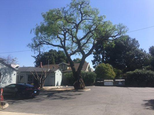 trimmed pepper tree...Perfecto!