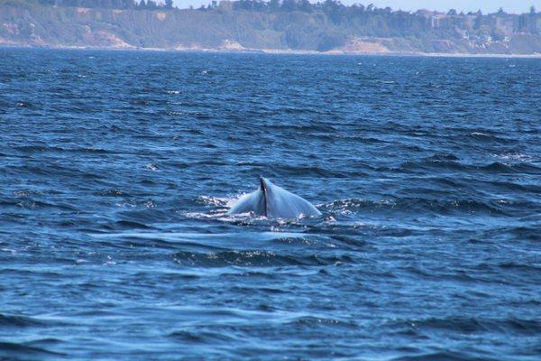 Humpback whale. Gorgeous.