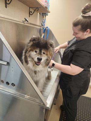 Groomer Kaitlyn and Paddington Bear