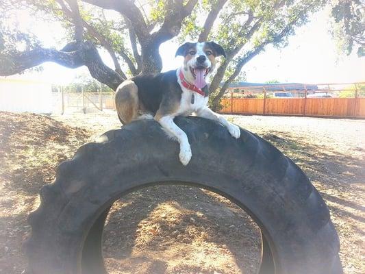 private dog park Santa Rosa