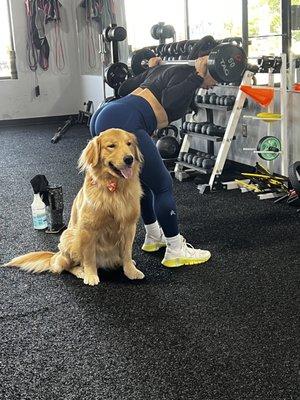 Gym dog Jaxon