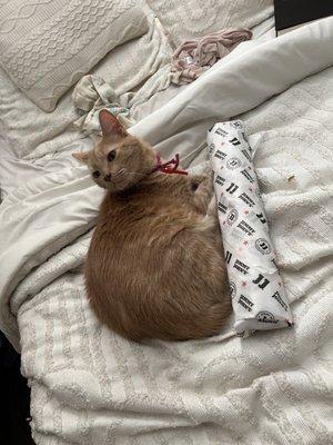 Day old bread (cat for scale)