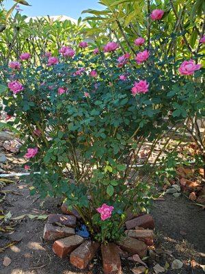 My roses blooming after pruning