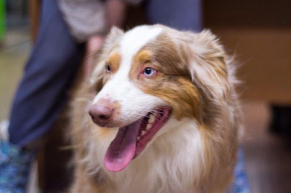 Rex, he loves a game of fetch, a cookie and a scratch behind the ear. He takes advantage of all the programs at A Happy Dog Day Camp!