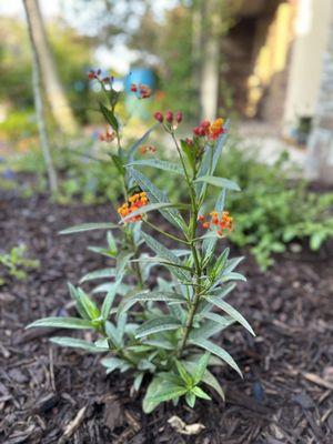 Dwarf firebush