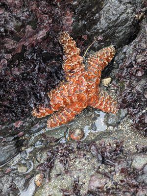 Starfish at low tide.