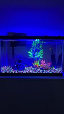 Glo Fish Tank