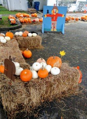 Halloween pumpkin patch