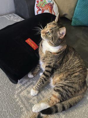 my cat immediately using the protective bong case as a pillow, it's so thick and soft