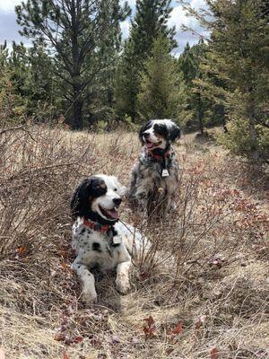 Our two birddogs that are frequent flyers at the vet as active bird hunters and adventure dogs!