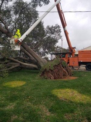 Lone Pine Tree Service