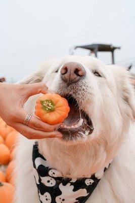 Pumpkin season