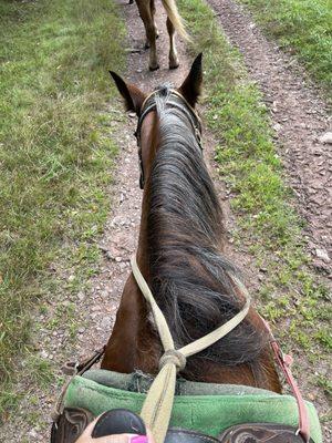 This is Babe the horse