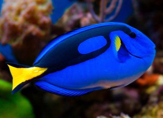 Every tank should have a Dory Blue tang fish