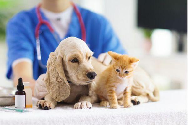 Animal Urgent Care