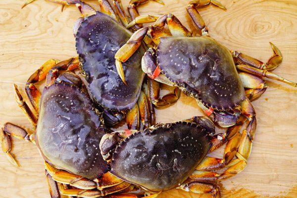 Live Dungeness Crabs