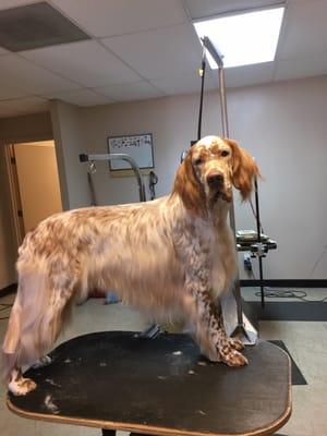 Morgan is a English Setter.