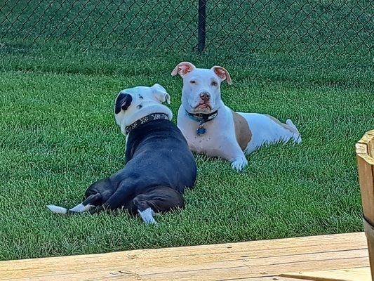 Paw Ranch Boarding & Day Care