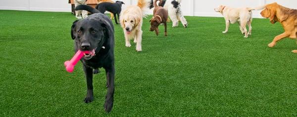 Our K-9 Grass backyard play area!