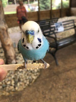 Friendly bird eating seeds . Nicked name him king because he was the only one to stay on for more than one minute.