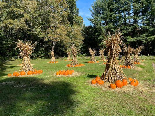 The Pumpkin Patch