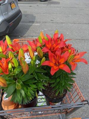 Beautiful Asiatic lilies on sale in the garden center today.