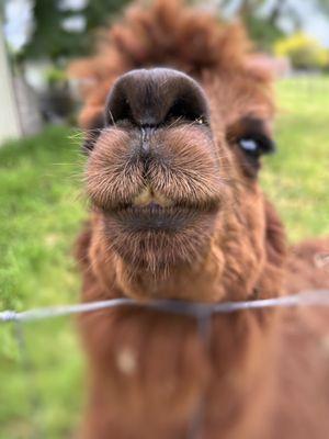 Firwood Farm Alpacas