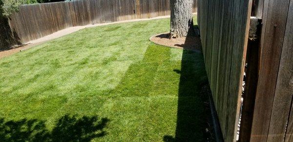 Sod installation